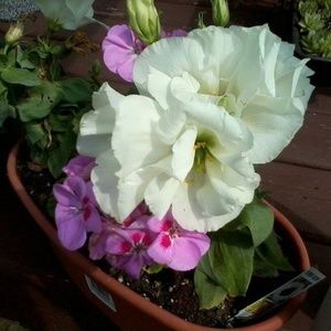 Meet your Posher, Judy